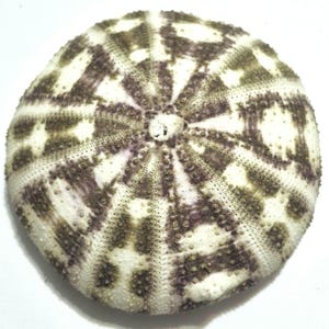 May include: A round sea urchin test featuring a radial pattern of white and dark purple-brown segments. The surface is covered in a fine, textured array of tiny bumps arranged in distinct lines radiating from the center to the outer edge.