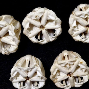 Sea Urchin ,Real Teeth Skeleton Aristotle's Lantern Specimen  21-31 mm (5,pcs) item # 117