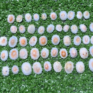 Può includere: Una collezione di numerose piccole conchiglie di forma ovale disposte in file. Ogni conchiglia presenta un bordo esterno bianco e strutturato e un centro liscio di colore arancione chiaro o beige. Le conchiglie variano leggermente per dimensioni.