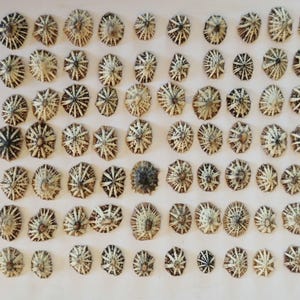May include: A collection of numerous small, conical limpet shells arranged in a grid pattern. Each shell features a distinct radial pattern of dark brown or black lines extending from a central point towards the textured, scalloped outer edges.