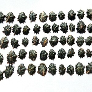 May include: A collection of fifty-two small, conical limpet shells arranged in five horizontal rows. Each shell features a dark, textured, radial ribbed pattern with a pointed apex, displaying natural variations in size and shape.
