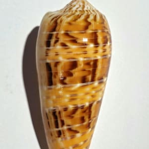 May include: A cone shell featuring a smooth, glossy surface with a pattern of dark brown, irregular, longitudinal markings overlaid by thin, horizontal white lines that wrap around the entire length of the shell from the pointed apex to the base.