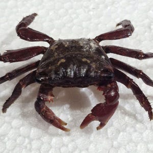 以下が含まれることがあります： 暗い赤褐色のカニで、質感のあるまだら模様の甲羅と、2本のハサミを含む10本の脚があります。カニは中央に配置されており、白い表面に対して、節のある脚と硬い甲羅の構造がはっきりと見えています。