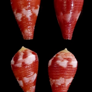 Conus pertusus — Set van 4 | Levendige rood-oranje kegelschelpen | Filipijnse verzamelaarsexemplaren 21-27 mm artikelnr. 527 (set van 4)