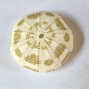 Può includere: Un guscio di riccio di mare circolare con una base color crema pallido e un motivo radiale di segni a forma di diamante verde oliva chiaro. La superficie presenta un aspetto strutturato e poroso con una piccola apertura circolare centrale.