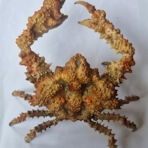 Peut inclure: Un spécimen de crabe préservé présentant un exosquelette très texturé, bosselé et épineux dans des tons de beige, de brun et d'orange. Le crabe est présenté avec ses deux grandes pinces proéminentes levées et plusieurs pattes fines étendues.