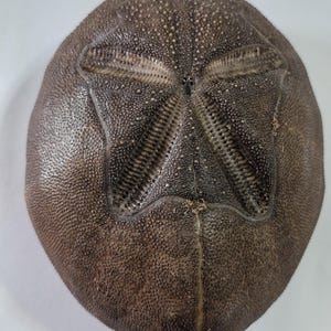 May include: A dark brown sea urchin test with a textured, granular surface. The top features a prominent, symmetrical five-pointed star pattern with elongated, perforated petaloid markings radiating from the center. The overall shape is oval.