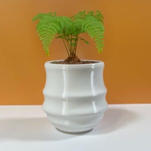 May include: A small green fern plant in a white ceramic pot with a wavy design. The pot is sitting on a white surface.