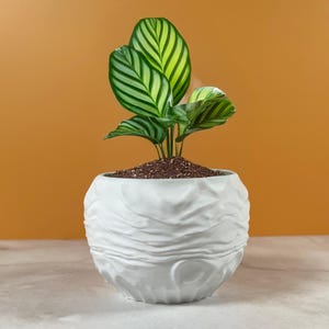 Puede incluir: Una planta de Calathea Orbifolia en maceta, con hojas grandes a rayas verdes y blancas. La planta está en una maceta de cerámica blanca texturizada. La maceta tiene forma redonda con un diseño ondulado. El fondo es de color naranja liso. La maceta mide unos 20 cm de diámetro.