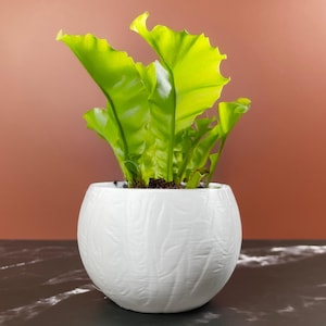 6 Sizes - 6 Color Options - Forest Whisper Pot – Textured Planter for Plants, Multiple Sizes, with Drainage