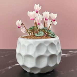 May include: A white, textured ceramic pot with a cyclamen plant. The plant has white flowers with pink edges and green leaves. The pot sits on a dark surface against a pink background.
