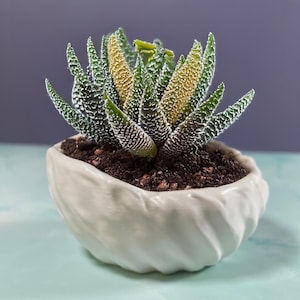 6 Sizes - 6 Color Options - Torus Fold Pot – Textured Planter for Plants, Multiple Sizes, with Drainage