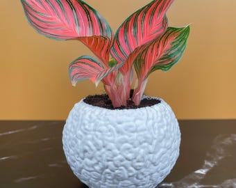 8 tamanhos | 7 opções de cores | Vaso orgânico labirinto | Vaso texturizado para plantas | Vários tamanhos | Com drenagem
