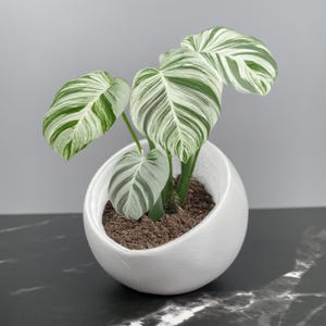 Könnte beinhalten: Eine Topfpflanze mit großen, grün-weiß panaschierten Blättern. Die Pflanze befindet sich in einem weißen, eiförmigen Topf, der mit Erde gefüllt ist. Die Blätter haben ein auffälliges Muster, und der Topf steht auf einer dunklen Oberfläche.