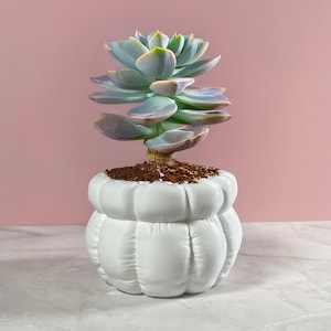 May include: A white ceramic planter shaped like a pumpkin with a succulent plant growing inside. The succulent has light green and blue leaves.