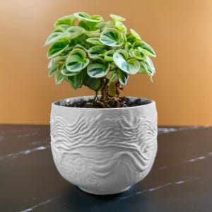 8 Sizes | 7 Color Options | Fingerprint Earth Planter | Textured Planter for Plants | Multiple Sizes | with Drainage