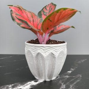 May include: A vibrant houseplant with large, variegated leaves in shades of pink, green, and red, is potted in a white, textured ceramic pot. The pot has a wavy design and sits on a dark surface.