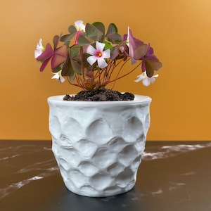 May include: A white ceramic pot with a textured, geometric pattern holds a small plant. The plant features dark purple, heart-shaped leaves and delicate white and pink flowers. The pot sits on a dark surface against a yellow-orange background.