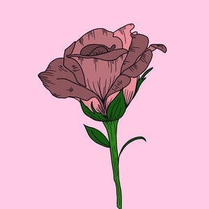 Puede incluir: Una sola rosa rosa con hojas verdes y tallo sobre un fondo rosa.