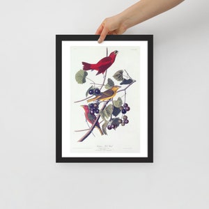 Framed "Summer red bird. Tanager" Illus. in: The birds of America / John James Audubon. 1827-1838