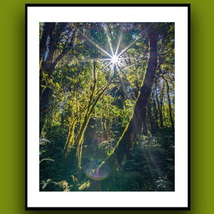 Chiang Mai Thailand Sunstar Forest Walk Wall Art Print, Travel Photography Print