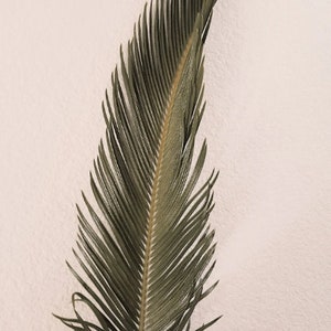 Sago Palm Leaves - Freshly Harvested | palm fronds | fresh | sago | wedding