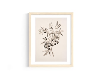 Vintage olijftakprint: botanische schets, rustiek decor (downloadbaar)