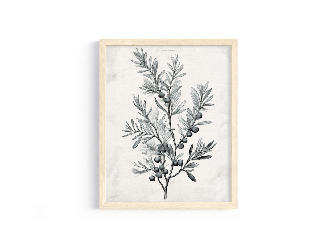 Olive Branch Print: Vintage Botanical Etching (digital Download) - Etsy