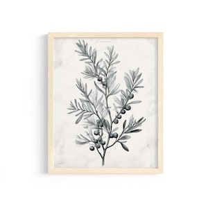Olive Branch Botanical PRINTABLE Art, Vintage Etching Neutral Decor, Digital Downloadable Wall Art Print #052
