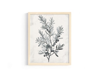 Impressão de ramo de oliveira: gravura botânica vintage (download digital)