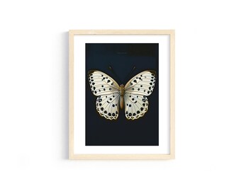 May include: Framed print featuring a detailed butterfly illustration. The butterfly has white wings with black spots and a brown body, set against a dark blue background. The artwork is encased in a light wood frame.