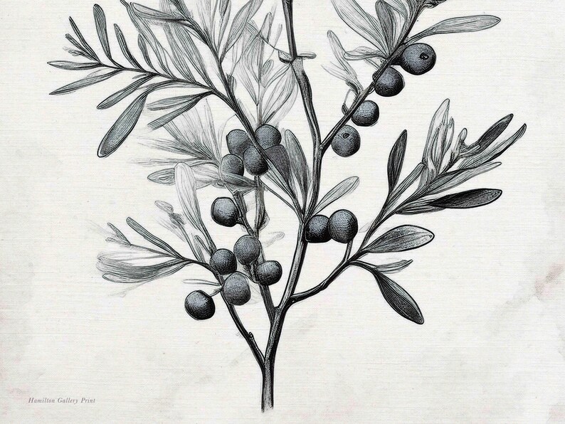 Olive Branch Print: Vintage Botanical Etching (digital Download) - Etsy
