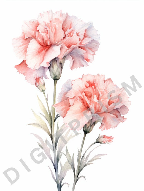 カーネーション　水彩画　植物画 カーネーション水彩画のイラスト素材 [62812166] - PIXTA