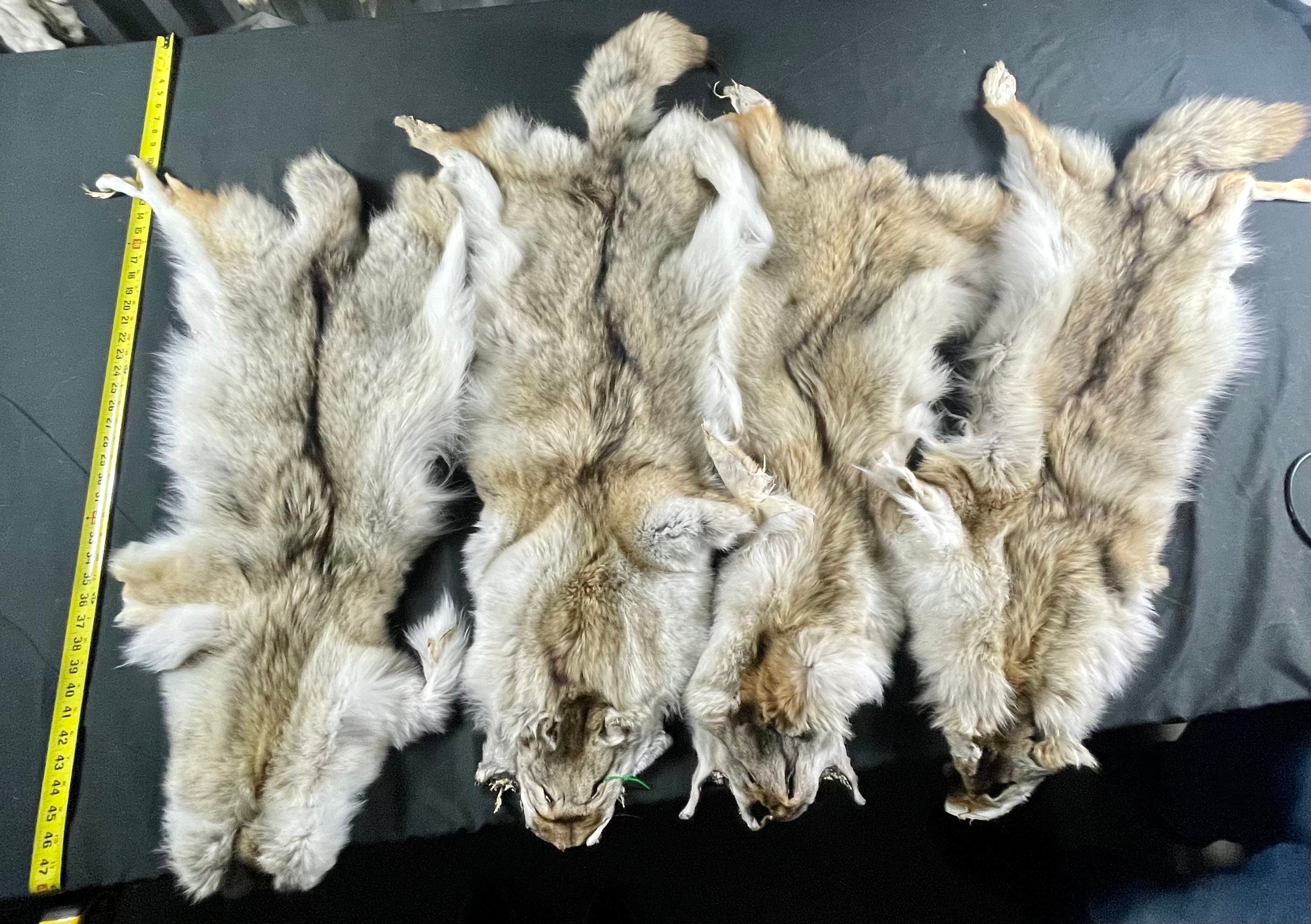 Tanned Coyotes Western Soft Tanned Hides Etsy