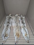 Tanned coyotes western  soft tanned hides