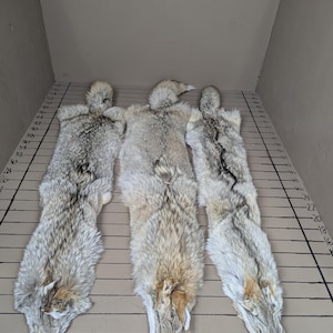 Tanned coyotes western  soft tanned hides