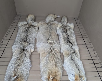 Tanned coyotes western  soft tanned hides