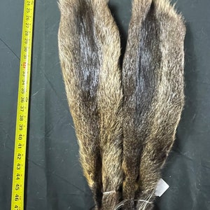 May include: Two brown and gray raccoon tails with fur. The tails are about 17 inches long.