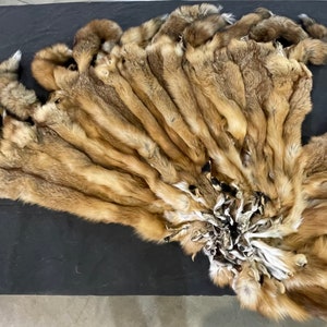 May include: A collection of tanned fox pelts, showcasing a range of warm brown and tan hues. The pelts are arranged in a fan-like pattern, with the tails and fur visible. A yellow measuring tape is in the upper left corner.