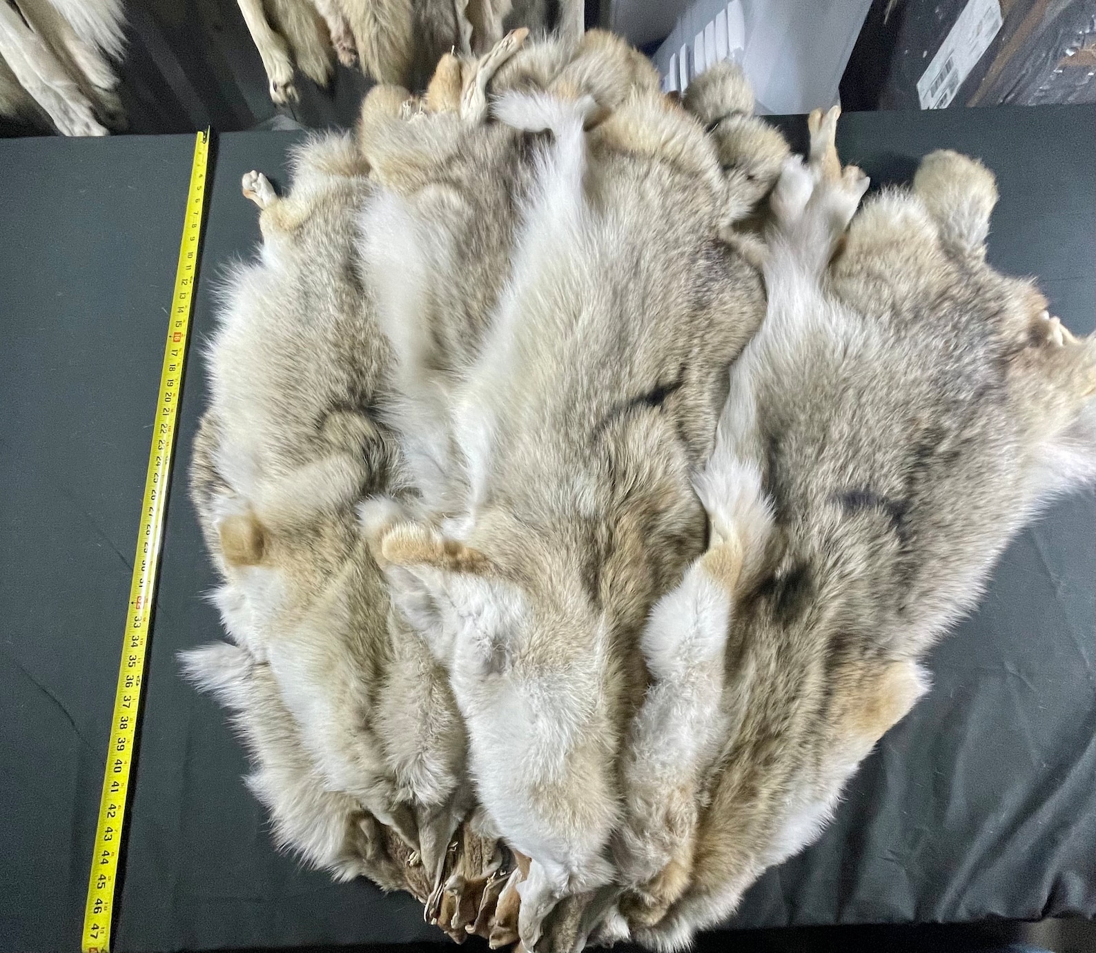 Tanned Coyotes Western Soft Tanned Hides Etsy