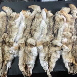 thumbnail image 2 of Tanned XL Damage Coyote Hide – Real Fur For Taxidermy, Crafts, Or Costumes 2 of 4