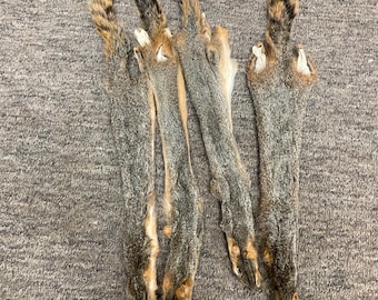 Fox squirrel pelt  tanned