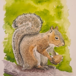 Gray Squirrel