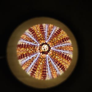 Peut inclure: Vue rapprochée d'une coquille d'oursin avec un motif radial orange, brun et violet. La coquille est observée à travers une loupe.