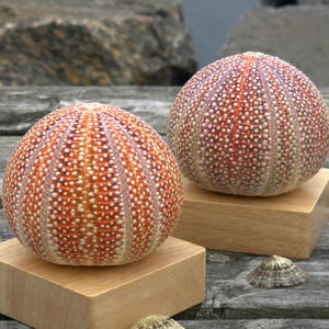 Sea Urchin Shell Lamp Set: Color Changing LED Coastal Decor