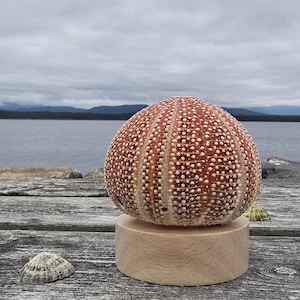 Color Changing Sea Urchin Lamp: Handmade Coastal Decor