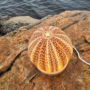 Brown Sea Urchin Lamp – Handmade Ocean Night Light, Plug-in Coastal Decor, 12 cm