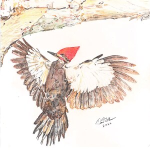 Woody Woodpecker