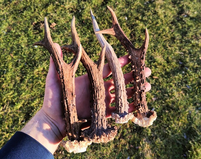 Whole Deer Antlers, Roe Deer Antlers, Deer Antler Dog Chew, Antler Dog Treats, Chews for Dog