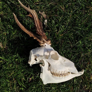 Roe deer skull antler deformity (set with a jawbone), Unique roe deer skull with antler, Small deer skull, Skull with antler for decoration